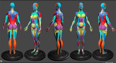 female anatomy for artists|Intro to Female Anatomy .